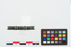 Foto von Bronzenietband (NHMW-PRAE-024945)